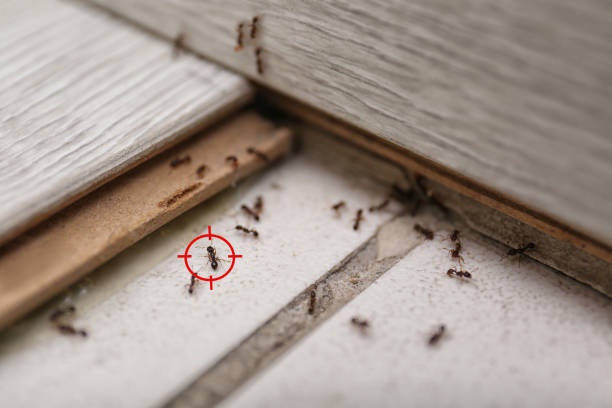 Best Pest Inspection Near Me  in Saratoga Springs, UT