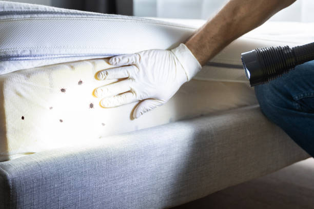 Best Local Pest Control Services  in Saratoga Springs, UT